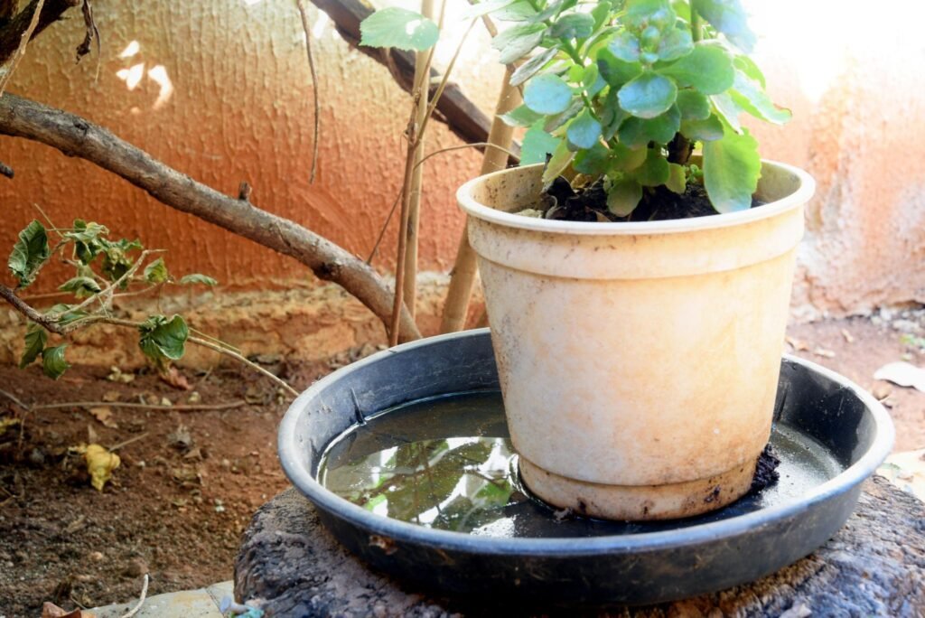 plastic bowl in a vase with stagnant water inside