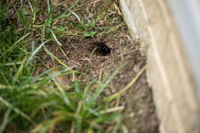 hidden snake hole
